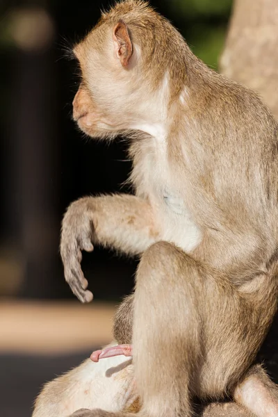 Un mono rhesus con un pene erecto . — Foto de Stock