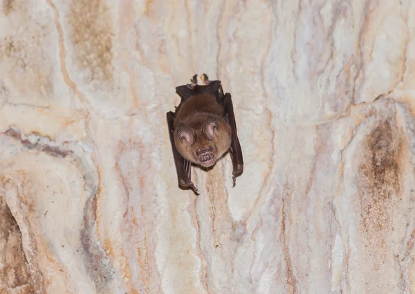 Un murciélago escalofriante en una cueva en Tailandia — Foto de Stock