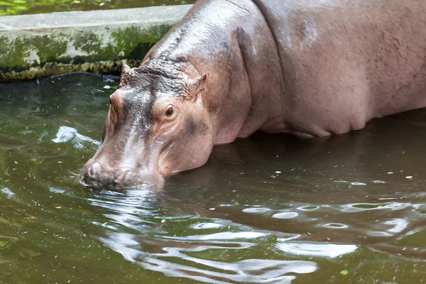 Un ippopotamo in acqua — Foto Stock