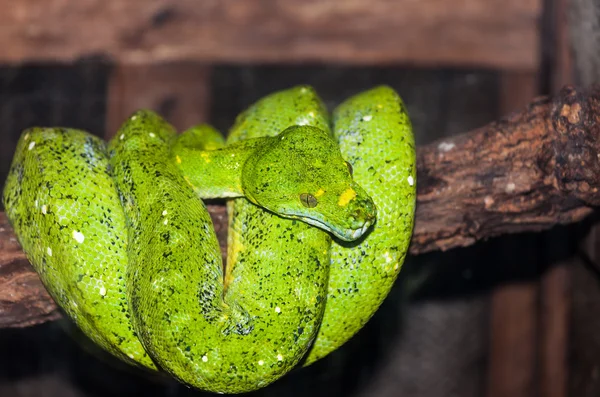 Pitón verde del árbol - Morelia viridis — Foto de Stock