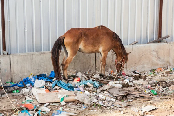 Un caballo en Tailandia se encuentra en los residuos y su propio excremento . — Foto de Stock