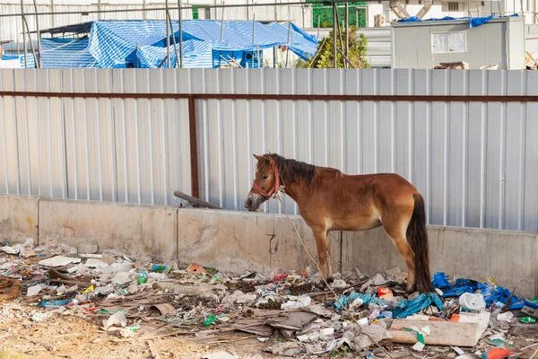 Koně v Thajsku stojí v odpadu a jeho vlastní výkaly. — Stock fotografie