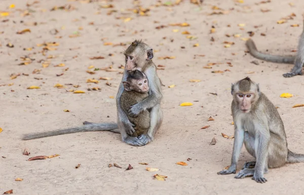 Rhesus monkeys familie, moeder en kind — Stockfoto