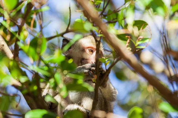 Rhesus aap in een boom achter takjes en bladeren — Stockfoto