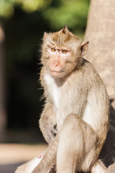 Un mono rhesus con un pene erecto . — Foto de Stock