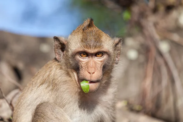 Retrato de monos rhesus con una hoja en la boca — Foto de Stock