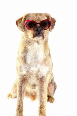 Komik doğurmak köpek izole güneş gözlüğü ile - karışık.