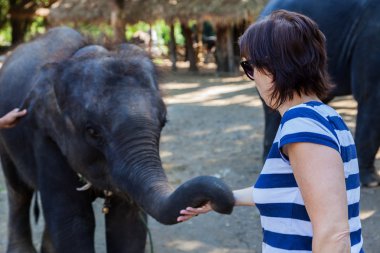 A woman caressing a young elephant's proboscis clipart