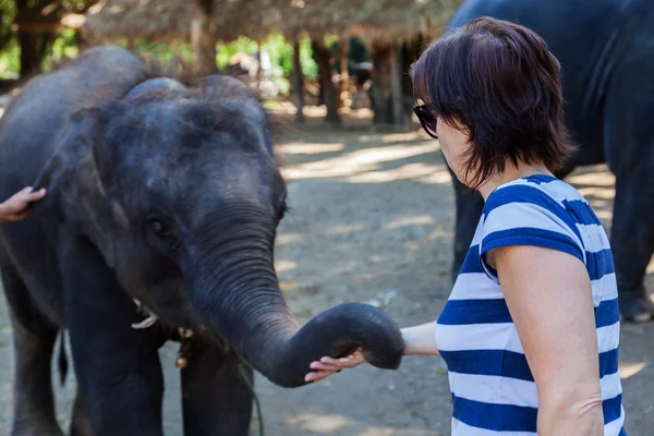 Una mujer acariciando la proboscis de un elefante joven — Foto de Stock