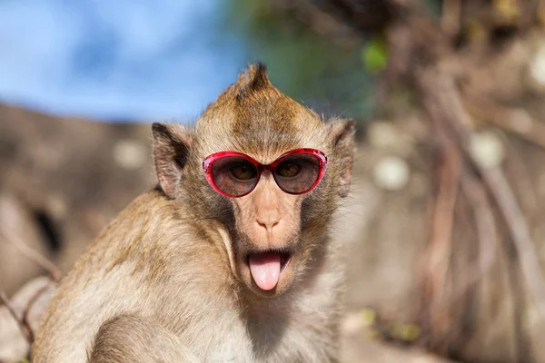Divertido mono rhesus con la lengua que sobresale y gafas de sol — Foto de Stock