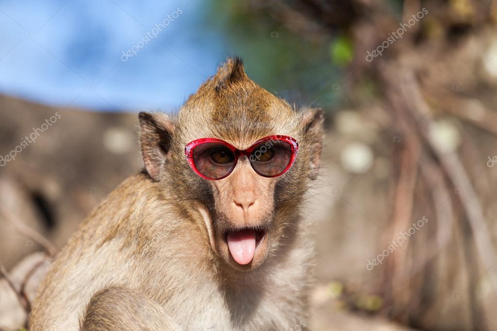 Funny rhesus monkey with tongue sticking and sunglasses Photo ©zaschnaus 91939828