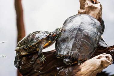 İki kırmızı kulaklı kaymak kaplumbağa (Trachemys scripta elegans)
