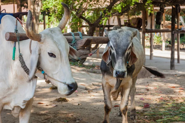 Two oxen that are harnessed to an oxcart — Stock Photo, Image