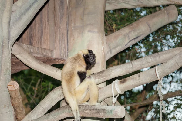 Södra Hanuman - langur (Semnopithecus Priamos) — Stockfoto