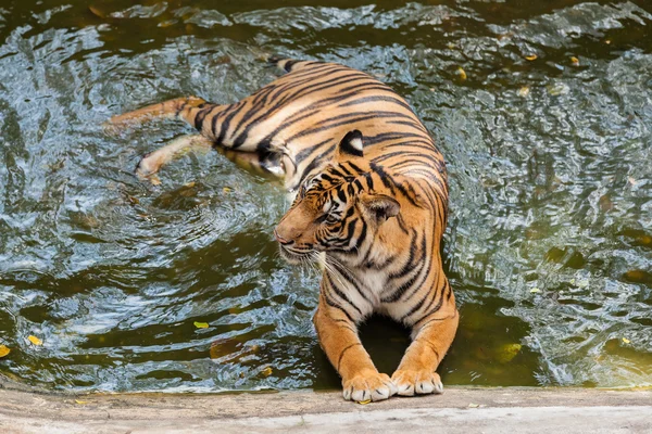 Jovem Tigre tomando banho na água — Fotografia de Stock