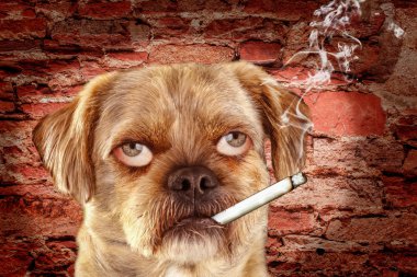 Karışık-breed köpek insan gözleri ve yanan sigara ağız - Fotomontaj