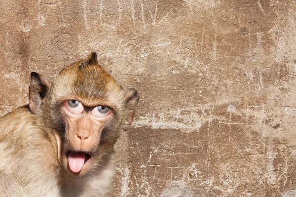 Rhesus monkey met zijn tong uit te steken, met menselijke ogen en grijze muur in de achtergrond - Photoshop samenstellen — Stockfoto