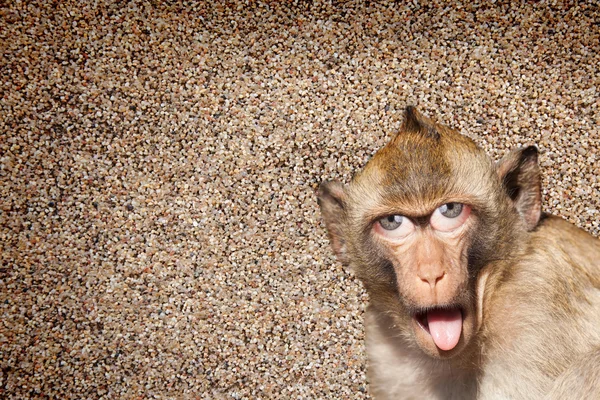 Rhesus monkey met zijn tong uit te steken, met menselijke ogen en grijze muur in de achtergrond - Photoshop samenstellen — Stockfoto