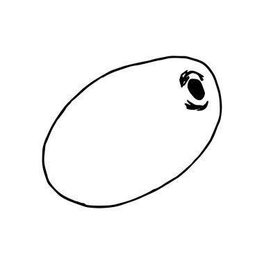 El çizimi kivi beyaz arka planda izole edilmiş. Basit vektör çizimi. Dilimlenmiş yeşil yuvarlak kivi meyvesi beyaz arka planda izole edilmiş. İçindekiler, yemek, tatlı, vitamin, menü, logo