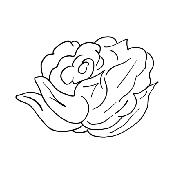 Rose bud on a white background. Doodle. Hand drawing. Design greeting card and invitation of the wedding, birthday, Valentine s Day, mother s day, holiday. Vector illustration. — Stock Vector