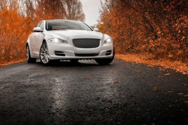 Whtie lüks araba sonbahar ıslak asfalt yolda kal