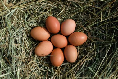 Tavuk yumurtası, açık saman yuvada