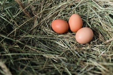 Tavuk yumurtası, açık saman yuvada