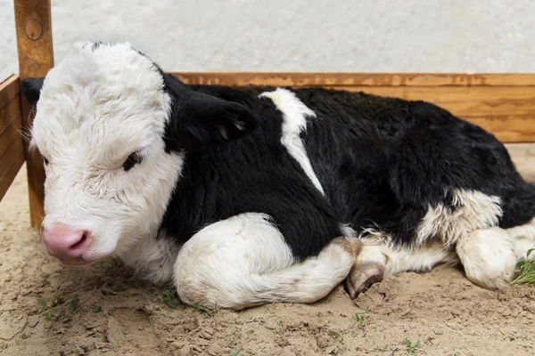 Portrait of the cute baby bull calf — Stock Photo, Image