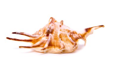 deniz kabuğu beyaz bir arkaplanda izole edilmiş