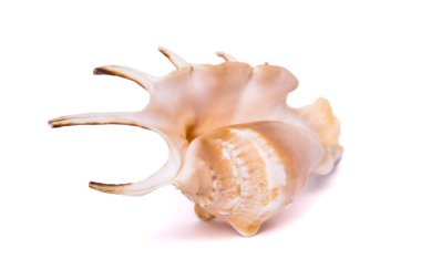 deniz kabuğu beyaz bir arkaplanda izole edilmiş
