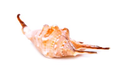 deniz kabuğu beyaz bir arkaplanda izole edilmiş