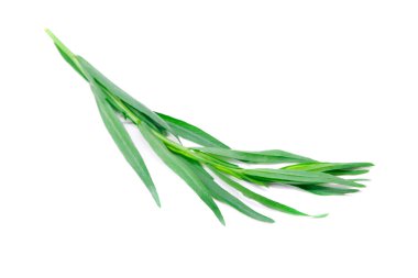 Beyaz arka plan üzerinde izole taze yeşil estragon