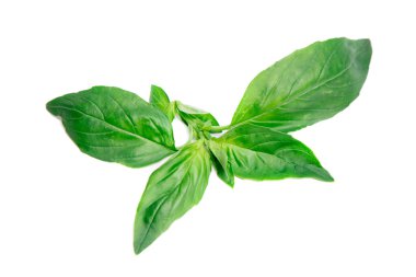 Beyaz arkaplanda taze yeşil fesleğen