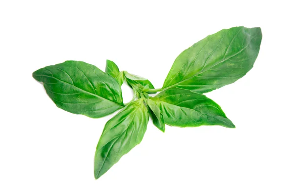 Fresh green basil isolated on white background — Stock Photo, Image