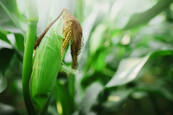 Свіжий коб стиглої кукурудзи на зеленому полі на заході сонця — стокове фото