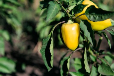 Bush Garden sarı olgun biber