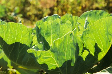 Yaprak yeşil lahana doğa arka plan gün batımında