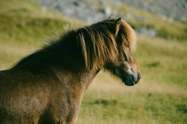 İzlanda atı, Doğu İzlanda 'nın Stokksnes kıyılarındaki Vestrahorn Dağı yakınlarında.