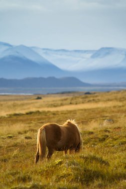 İzlanda atları kuzeybatı İzlanda 'da çimlerin üzerinde