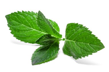 Fresh mint leaf isolated on a white background clipart