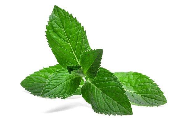 Fresh mint leaf isolated on a white background — Stock Photo, Image