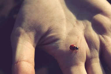 uğur böceği günbatımı closeup, insan elinde