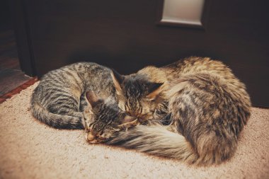 iki anne ve kızı bir kucaklama içinde uyuyan kedi