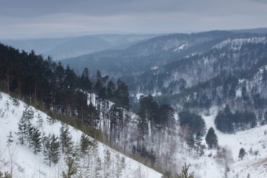 kış kar orman. yüksek dağ görüntülemek
