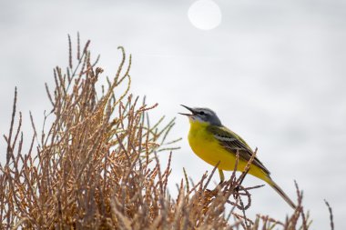 yellow bird wagtail sing at sunny day