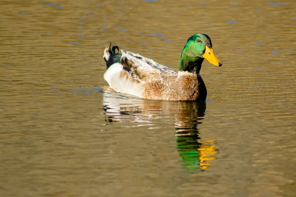 Pato com pescoço verde nadando na lagoa de água — Fotografia de Stock