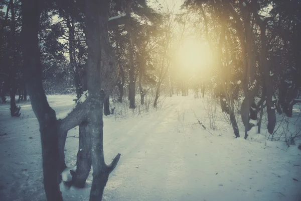 Piękny zimowy krajobraz w lesie o zachodzie słońca — Zdjęcie stockowe