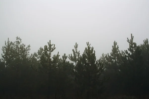 Pine trees forest at cloudy in fog misty haze — Stock Photo, Image