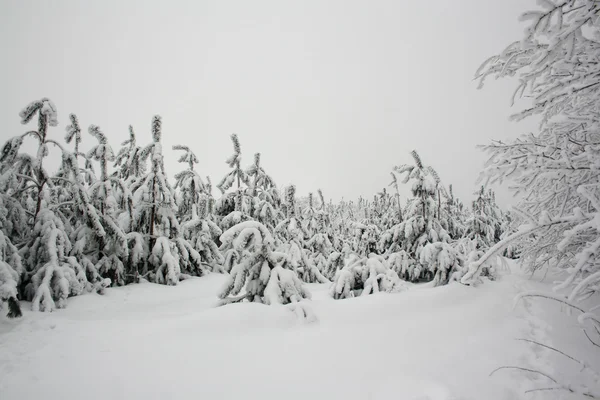 Krásné zimní příroda, stromy které sníh — Stock fotografie
