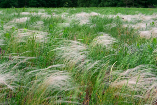 Feather grass, mat grass. swaying in the wind — Stock Photo, Image